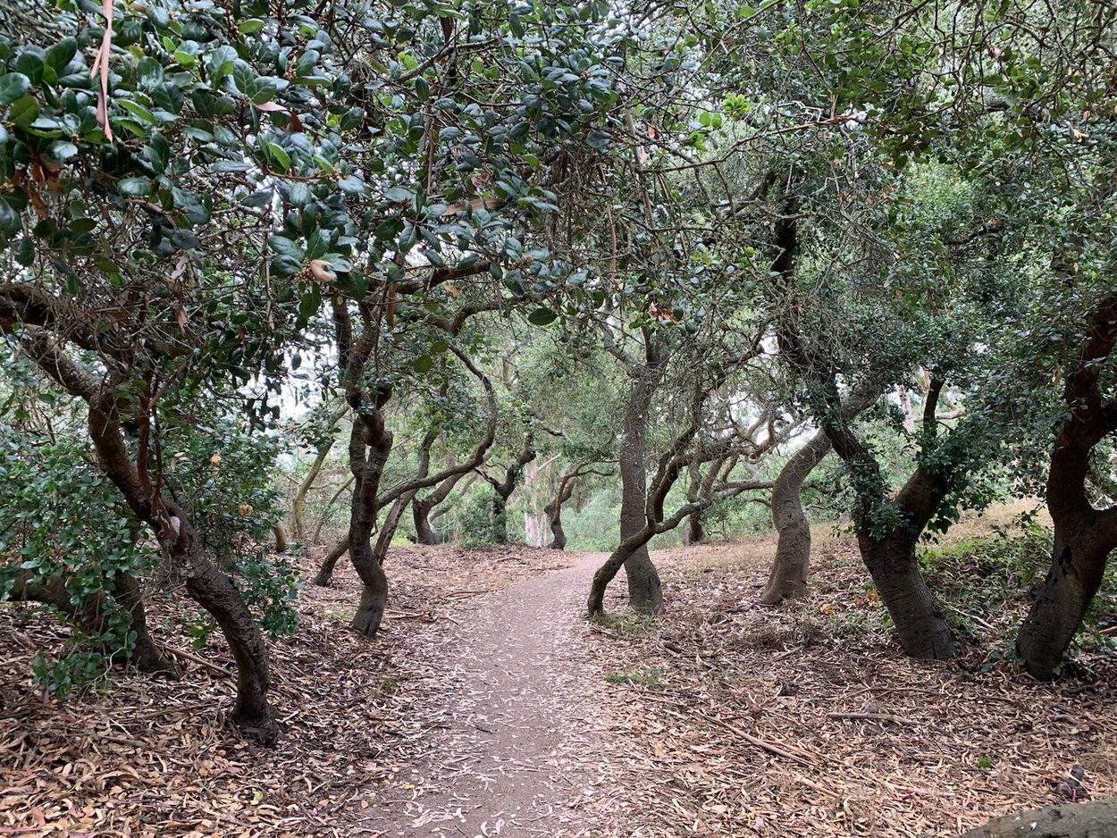 A dirt path curves through the Oak Woodlands, a forest of gnarled low-lying trees.